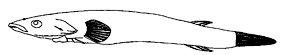 Opeatogenys gracilis_claves-bis